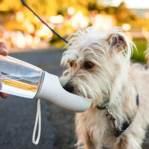 Gourde Portable pour Chien